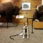 Charlie and other furry creatures at the Buffalo Museum