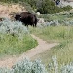 Close encounter with a bison