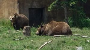 Bear zoo